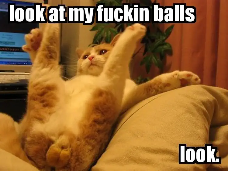 Look at my balls cat