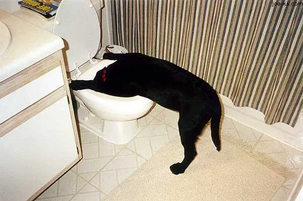 Dog Pukes In Toilet