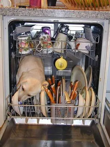 Redneck Dishwasher Dog Licks Plates