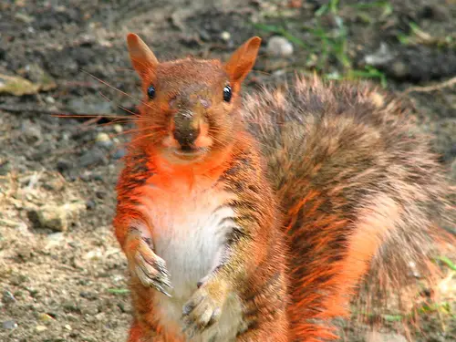 Squirrel Mistakes Paintball For Nut