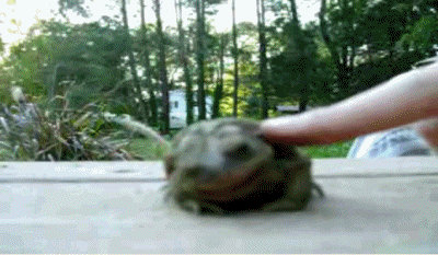 Animated GIF What If He Licks The Toad