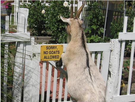 Sorry No Goats Allowed