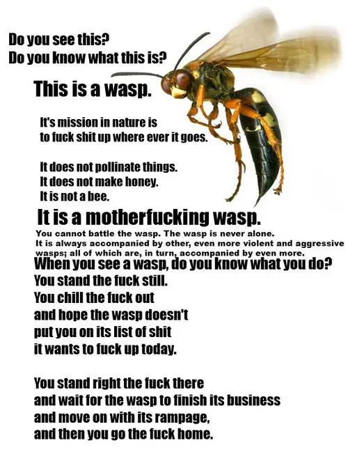 Do You Know What This IS Wasp Reddit