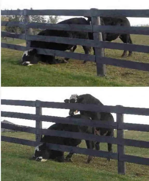 Cows Head Stuck in Fence then Mounted
