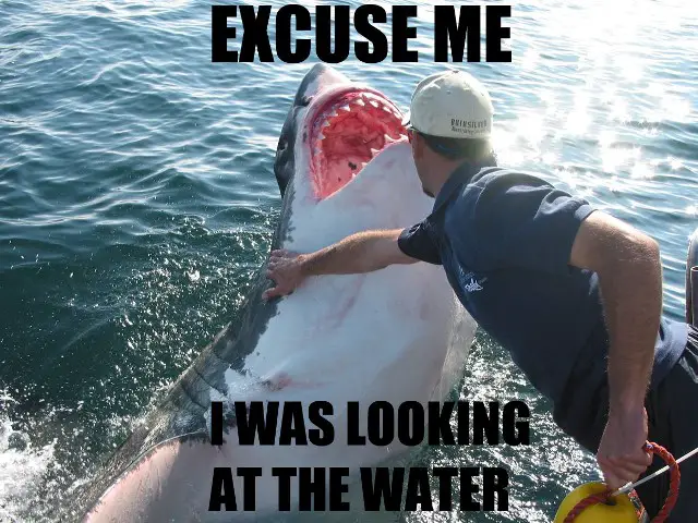 Excuse Me Shark I was Look At Water