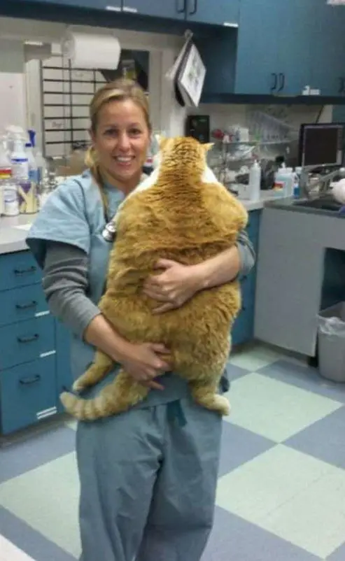 real life garfield is huge fat cat