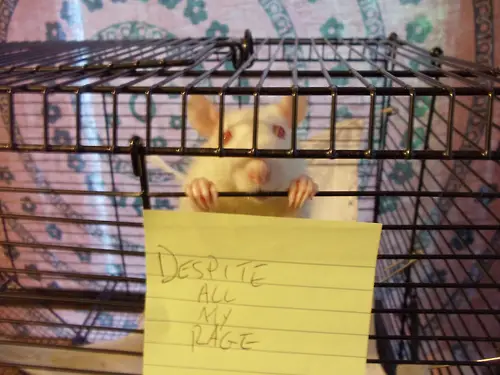 Still Just a Rat in a Cage