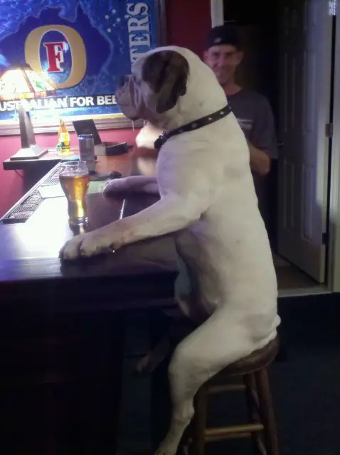 Dog Drinks Beer at Barstool