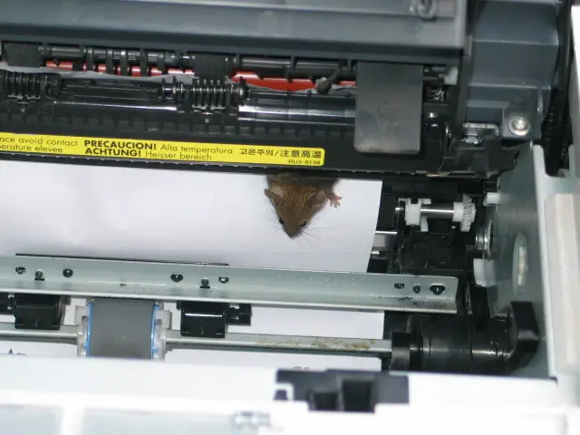 Mouse Stuck In Printer