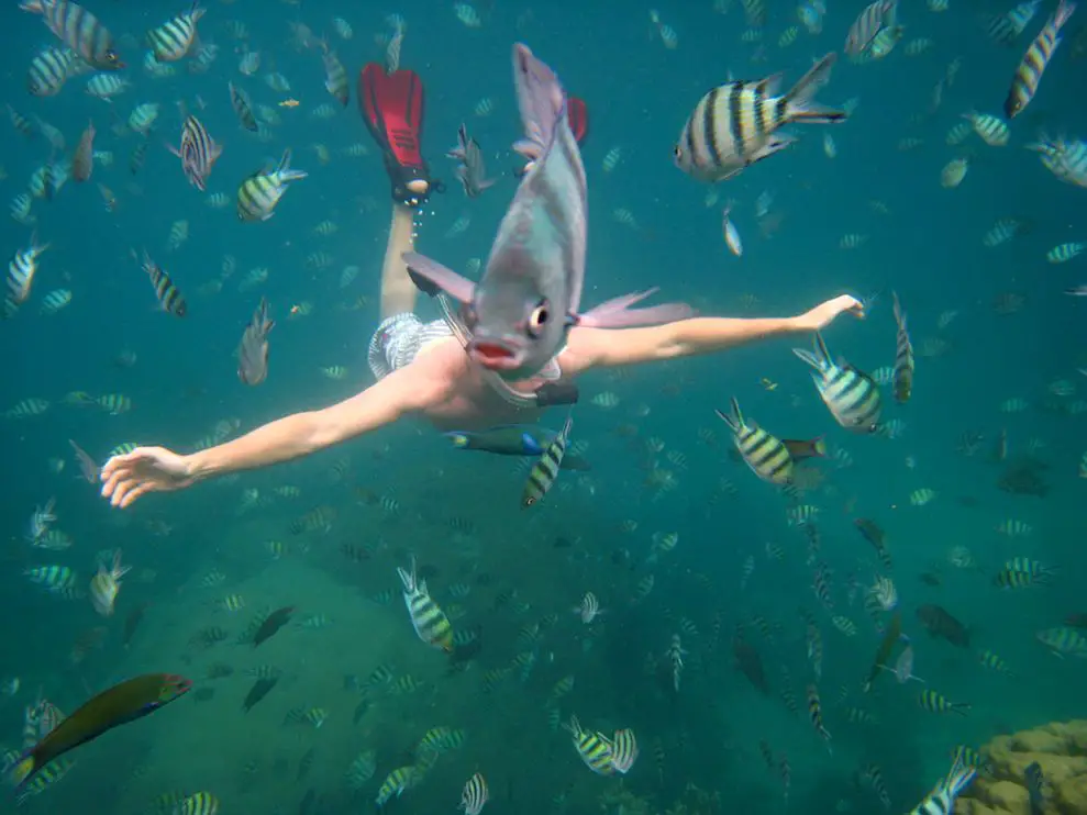Fish Photobomb Underwater