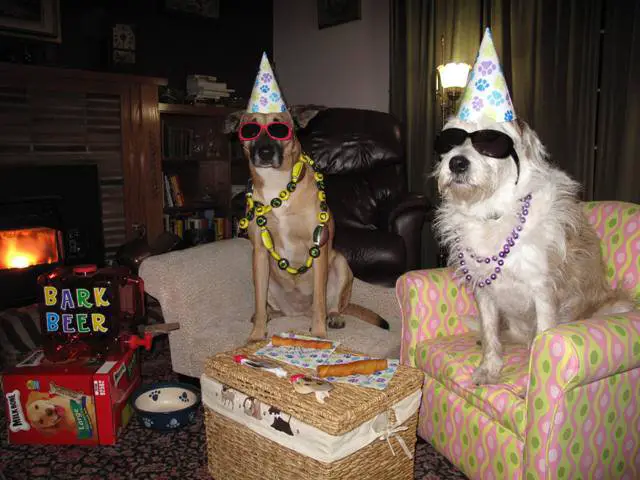 my moms idea of a new years party dogs