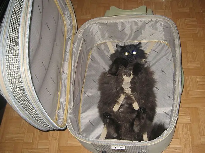 whiskers escape plan ready for trip