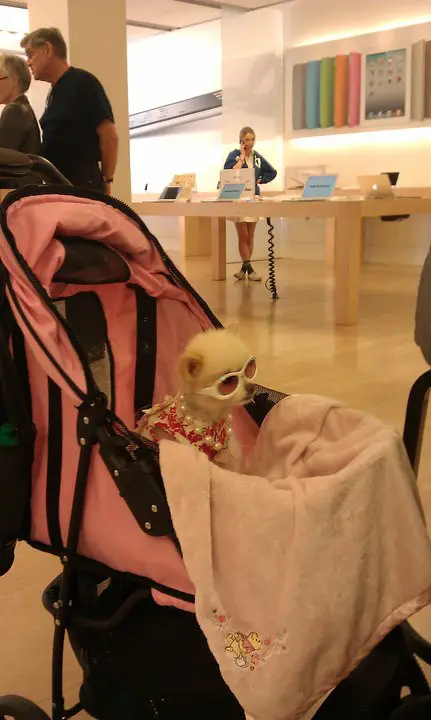 meanwhile at the apple store