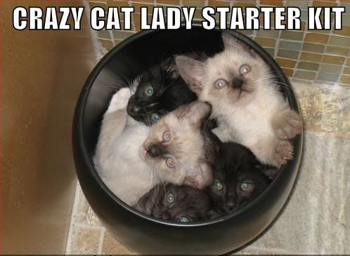 crazy cat lady starter kit