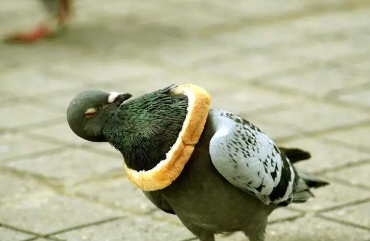 bread one pigeon zero