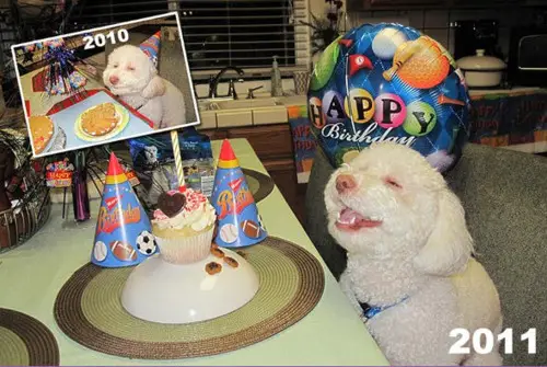 Birthday Dog Gets Better With Age
